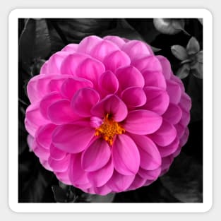 Pink Dahlia Sticker